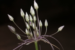 Allium trichocnemis