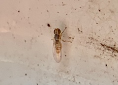 Stenomicra