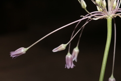 Allium trichocnemis