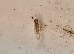 Stenomicra
