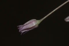 Allium trichocnemis