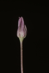 Allium trichocnemis