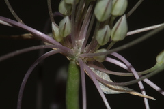 Allium trichocnemis