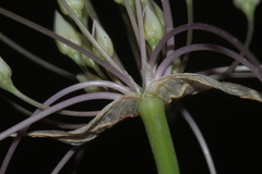 Allium trichocnemis