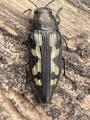 Buprestis laeviventris
