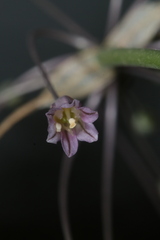Allium trichocnemis