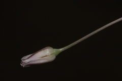 Allium trichocnemis