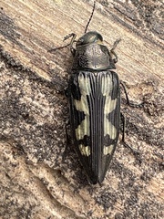 Buprestis laeviventris