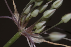 Allium trichocnemis