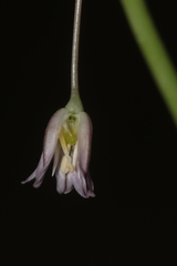 Allium trichocnemis