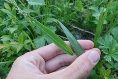 Dichanthelium xanthophysum