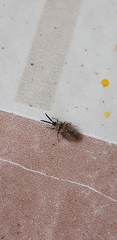 Dictyonota strichnocera