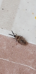 Dictyonota strichnocera