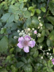 Rubus