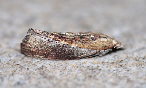 Galleria mellonella