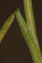 Allium trichocnemis