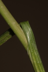 Allium trichocnemis