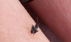 Temnostethus