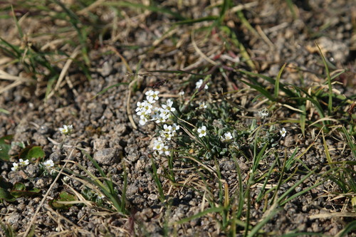 Image of Grayleaf Whitlow-Grass (Draba cinerea) by (c) Samuelle Simard-Provençal, some rights reserved (CC BY)