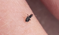 Temnostethus