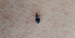 Temnostethus