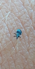 Temnostethus