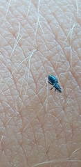 Temnostethus