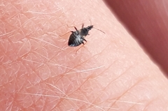 Temnostethus