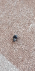 Temnostethus
