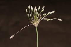 Allium trichocnemis