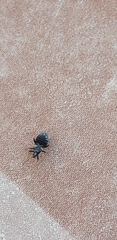 Temnostethus