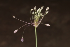 Allium trichocnemis