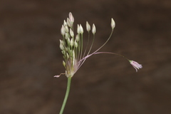 Allium trichocnemis