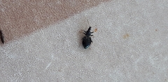 Temnostethus