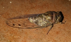 Diceroprocta biconica