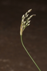 Allium trichocnemis