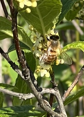Apis mellifera