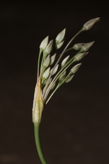 Allium trichocnemis
