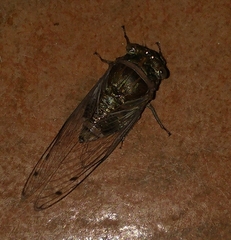 Diceroprocta biconica