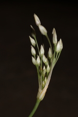 Allium trichocnemis