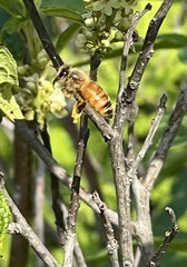 Apis mellifera