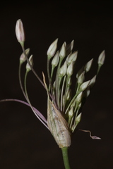 Allium trichocnemis