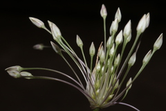 Allium trichocnemis
