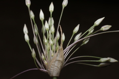 Allium trichocnemis