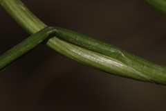 Allium trichocnemis