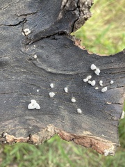 Schizophyllum commune