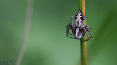 Oxyopes licenti