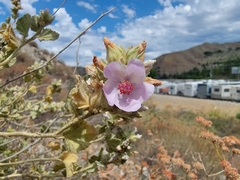 Malacothamnus marrubioides