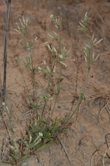 Silene nicaeensis