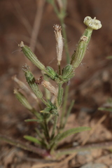Silene nicaeensis